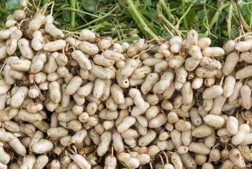 国产动漫种植花生视频,国产动漫带你领略农耕文化魅力