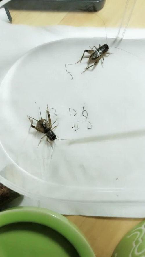 国产动画抓蛐蛐视频大全,国产动画中的自然之声与童年回忆