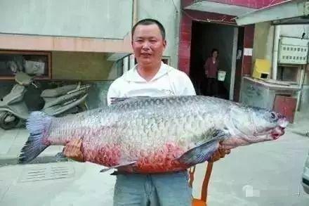 青鱼视频在线国产,青鱼视频带你领略国产魅力