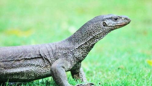 国产巨蜥啤酒测评视频播放,口感独特，惊喜连连！