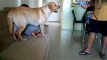 手扶狗狗视频在线观看国产,手扶狗狗视频，带你领略国产萌宠魅力