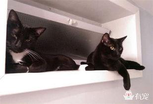 国产猫罐头翻车事件视频,揭秘品质疑云与消费者权益挑战