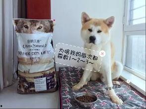 国产酿酒狗测评视频大全